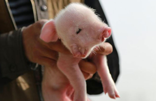 Danimarka'da 'zorunlu domuz yemeği' kararı