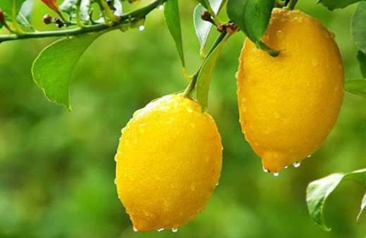 Limon suyunun 10 inanılmaz faydası