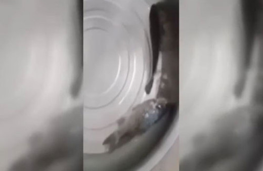 Dondurucudan çıkardığı balık canlandı