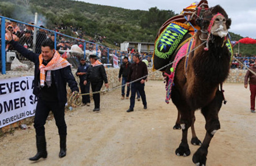 Bodrum'da deve güreşi festivali