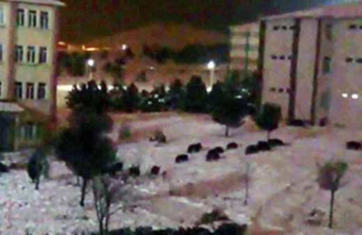 Aç kalan domuz sürüsü üniversite kampüsüne indi