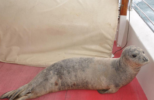 Akdeniz foku tekneye sığındı