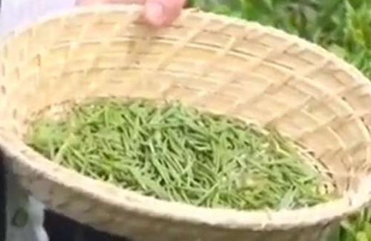 Kilosu 4 bin 500 liradan satılan çaya talep patladı