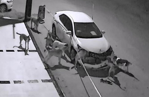 Sokak köpekleri otomobili parçaladı!