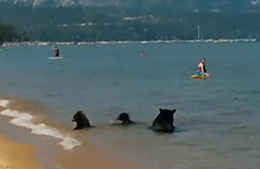 Anne ayı ve yavruları denizde böyle eğlendi