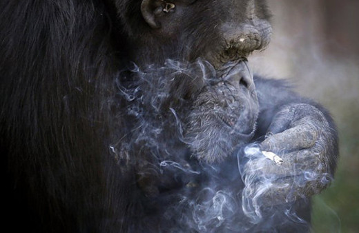Bu şempanze günde 1 paket sigara içiyor