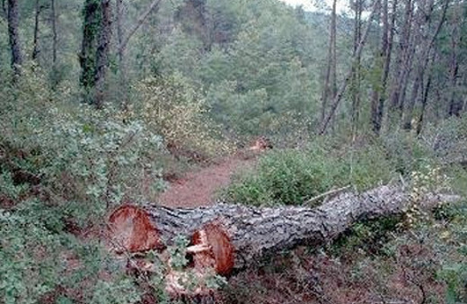 Kestiği ağacın altında hesap hatası yapınca