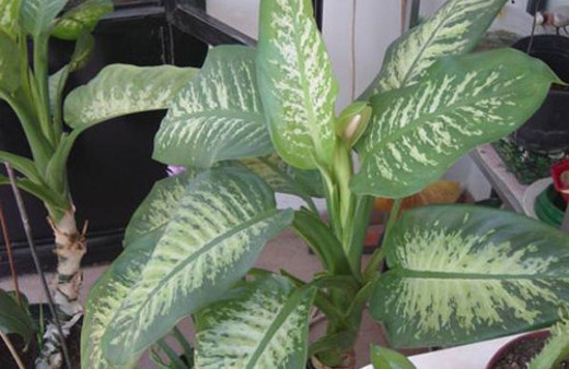 Ağlayan çiçek sizi ağlatmasın!