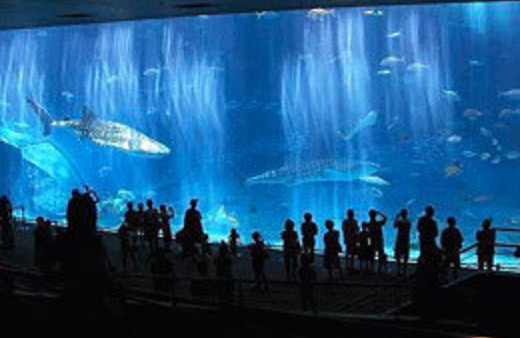 Trabzon'a Tünel Akvaryum yapılacak