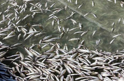 10 milyon alabalık telef oldu!