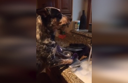 Yetenekli köpekten muhteşem Mannequin Challenge!