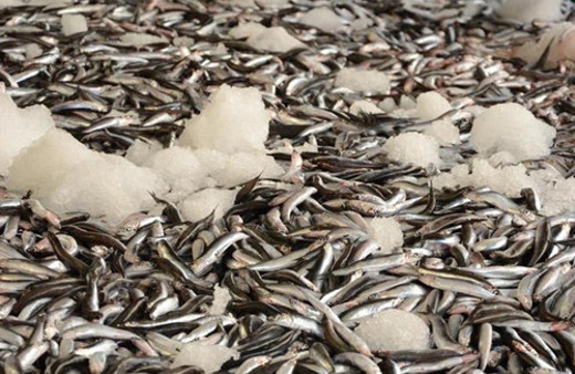 Hamsideki omega 3 somon kadar fazla!