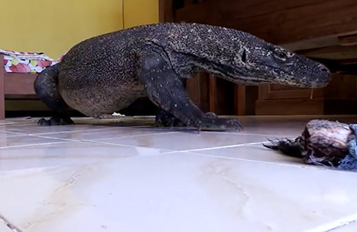 Otel odasına izinsiz giren komodo ejderi!