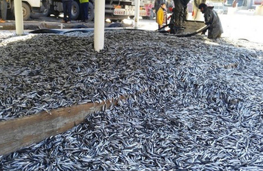 Teknesi 350 ton hamsiyle geri döndü!