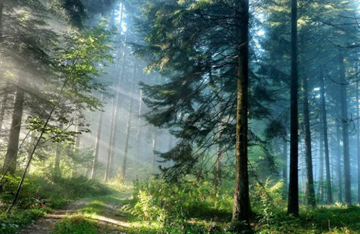 Ormanda kestikleri ağacın altında kaldılar