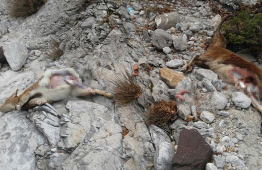 Dağ keçisi avlayan 3 kişi yakalandı