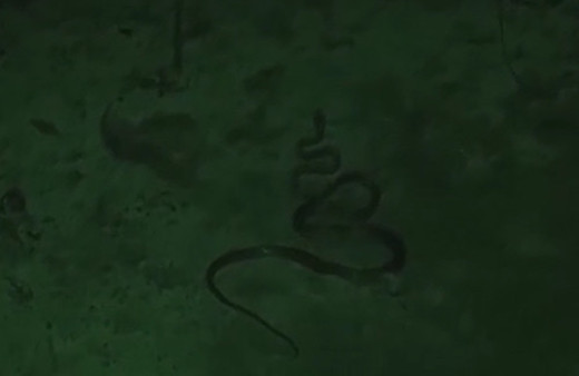 Survivor'da Ünlüler'e yılan şoku!