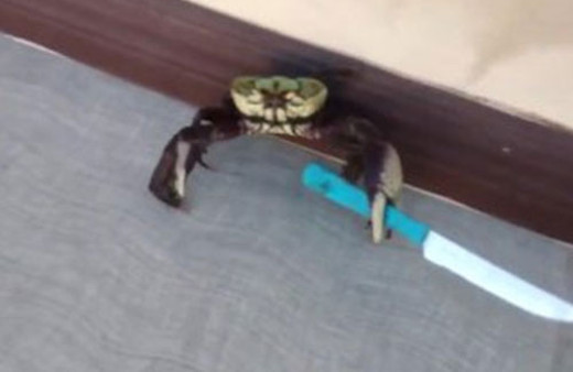 Bıçakla kaçan asabi yengeç