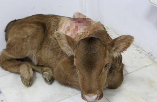 5 bacaklı buzağı şaşırttı