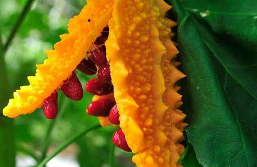 Kudret Narı mucizesi! Gizli derdin dermanı da onda