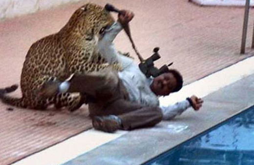 Leopar okula girdi: 6 yaralı