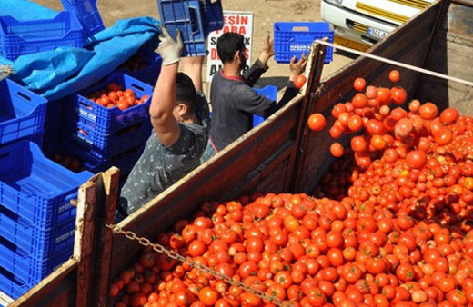Rusya krizi domatesi fena vurdu!