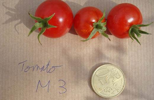 Mars toprağına ekilen domateslere bakın