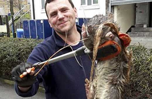 Çocuk parkından 1,5 metrelik sıçan çıktı