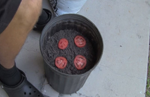 Saksının içine dört dilim domates koydu... Sonuca bakın