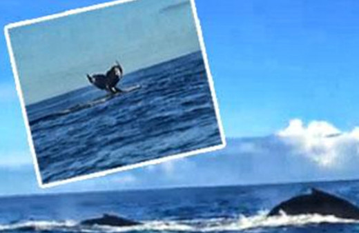 Survivor'da dev balina paniği!