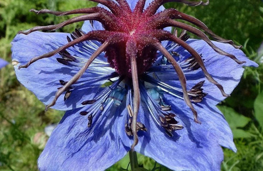 Bu bitki 'ölümden başka her şeye çare'