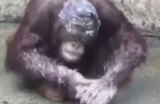 Hortumla yıkanan orangutan şaşırtıyor