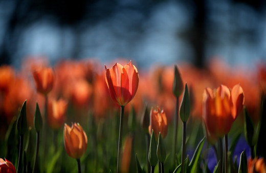 İstanbul'da lale devri başladı