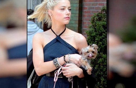 Johnny Depp'in eşinden köpek kaçakçılığı itirafı