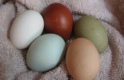 Mavi yumurtalar 10 TL'den yok satıyor