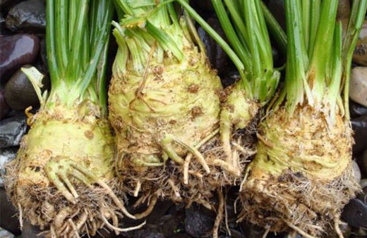 Günümüz hastalıklarına şifa olan besinler