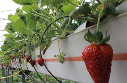 Topraksız organik çilek yetiştirdi! Bursalı çiftçiye talep yağıyor