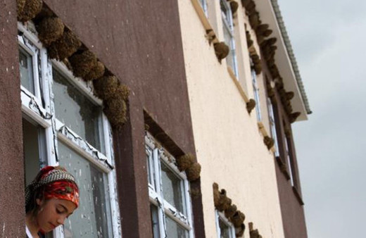 Yüzlerce kırlangıç okula yuva yaptı