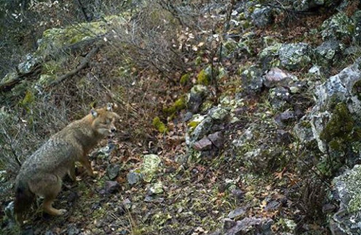 Eskişehir'de ilk kez vaşak görüldü