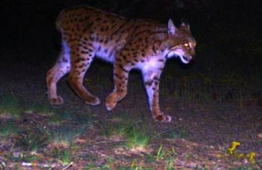 Eskişehir'de ilk kez vaşak görüntülendi!