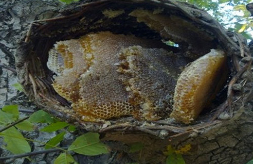 Nedir bu Anzer Balı kilosu altınla yarışıyor!