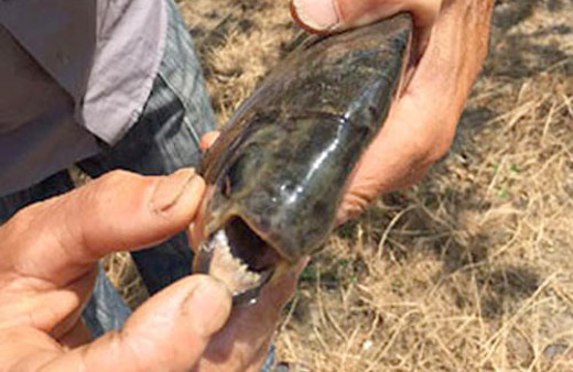 İznik gölünde pirana balığı yakalandı