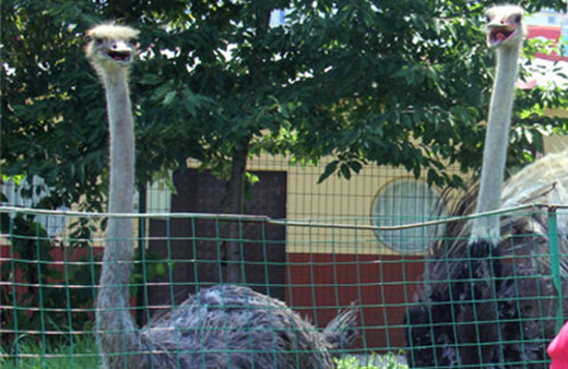 İtfaiye bahçesinde deve kuşu besliyor!