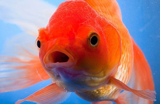 Minik Japon balığı nehirde canavara dönüştü