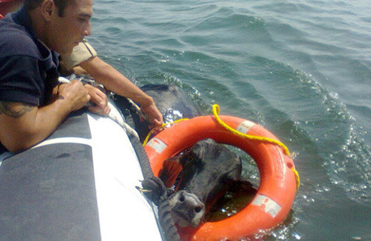 İzmir'de denizde yüzen hayvan şaşkına çevirdi