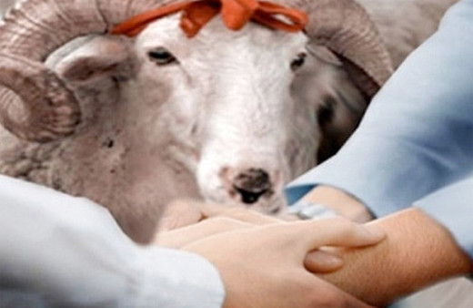 Kurban fiyatları 2016 ne kadar kurbanlık kaç lira oldu?