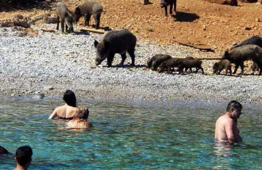 Sahili domuzlar bastı tatilciler şaşıp kaldı