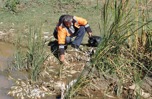 Islahiye'de balıklar toplu halde telef oldu