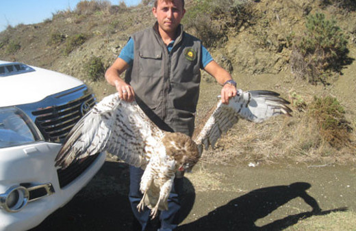 Kaçak yılan kartalı avına 10 bin lira ceza