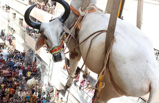 Kurbanlıkları evin çatısında besleyince